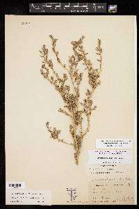 Atriplex pentandra image