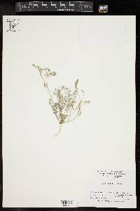 Astragalus nuttallianus var. austrinus image