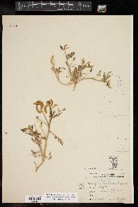 Astragalus lindheimeri image