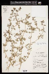 Kallstroemia californica image