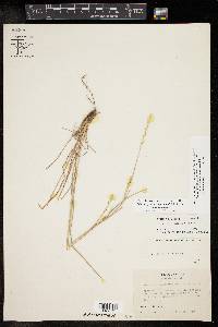 Schizachyrium scoparium var. scoparium image