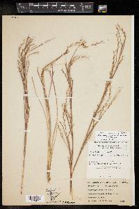 Schizachyrium scoparium var. scoparium image