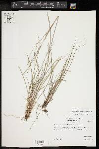 Schizachyrium scoparium var. scoparium image