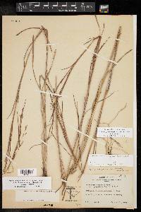 Schizachyrium scoparium var. scoparium image