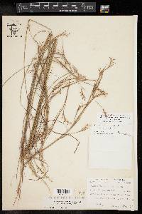 Schizachyrium scoparium var. scoparium image