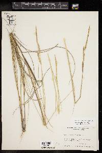 Spartina patens image