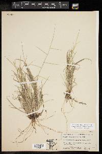 Schedonnardus paniculatus image