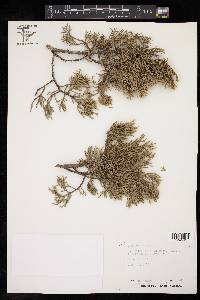 Juniperus ashei image