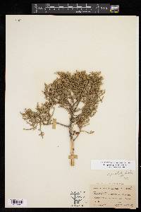 Juniperus pinchotii image