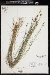 Rhynchospora gracilenta image