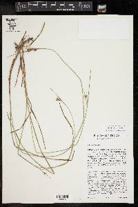 Scleria ciliata image