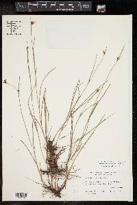 Scleria pauciflora image