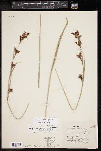 Rhynchospora caduca image