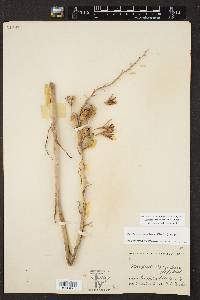 Agave maculata image