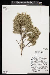 Juniperus pinchotii image