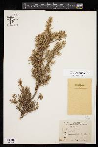 Juniperus pinchotii image