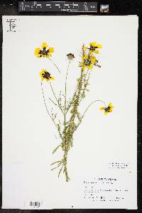 Coreopsis tinctoria image