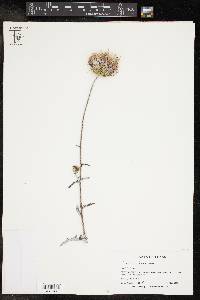 Cirsium texanum image