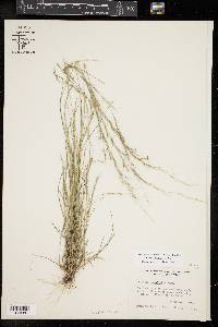 Aristida longespica image