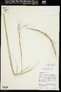 Aristida purpurascens image