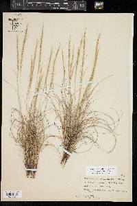 Aristida purpurea var. nealleyi image