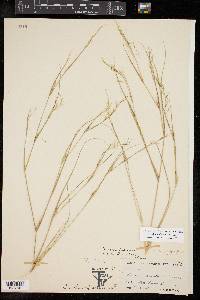 Aristida dichotoma image