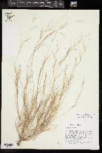 Aristida oligantha image