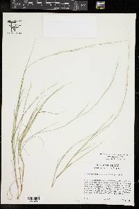 Aristida longespica image