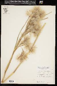 Andropogon glomeratus image