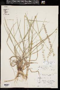 Bouteloua curtipendula var. curtipendula image