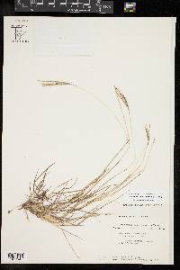 Bothriochloa ischaemum image