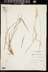 Bothriochloa laguroides image