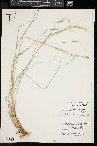 Bouteloua curtipendula var. caespitosa image