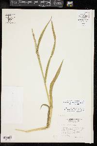 Urochloa texana image