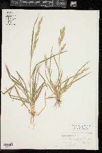 Bromus catharticus image