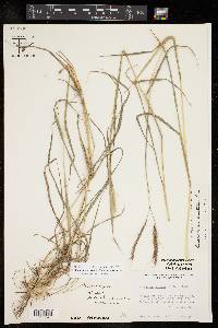 Dichanthium aristatum image