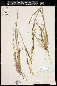 Echinochloa colona image