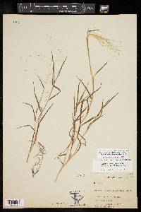 Digitaria pubiflora image