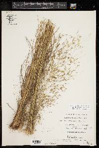 Eragrostis trichodes image