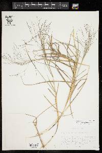 Eragrostis curtipedicellata image