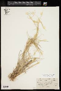 Eragrostis curtipedicellata image