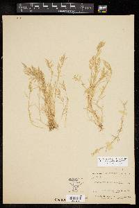 Eragrostis hypnoides image