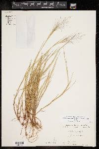 Muhlenbergia asperifolia image