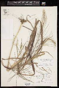 Leptochloa panicea image