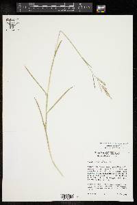 Leersia hexandra image