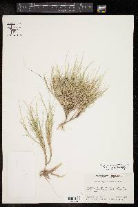 Muhlenbergia villiflora image