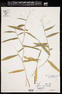 Panicum trichoides image