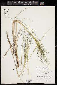 Panicum bergii image