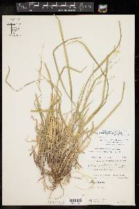 Panicum hallii var. hallii image