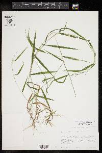 Kellochloa verrucosa image